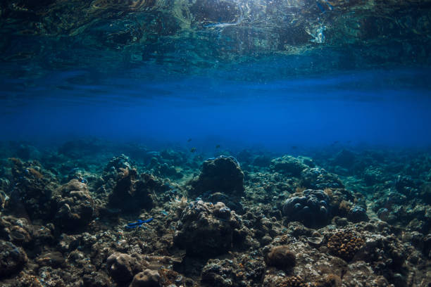 Tranquil underwater seascape with corals in tropical blue sea