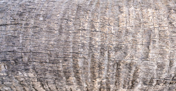 Close-up of tree bark texture background showcasing natural wood patterns and rough grainy surface, ideal for eco-friendly projects and nature-themed designs. Organic material and carbon neutrality.