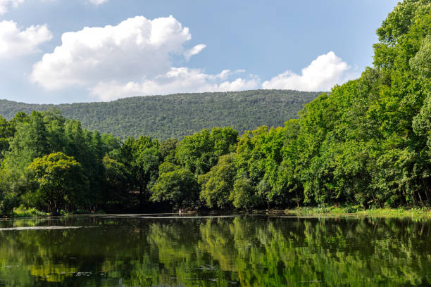 Scenic view of lake in forest