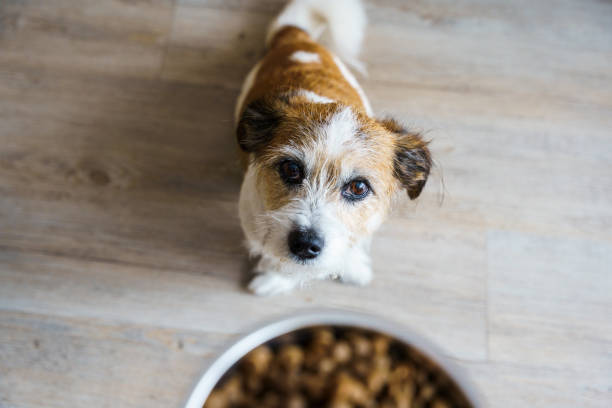 istock A little hungry dog 2162979947