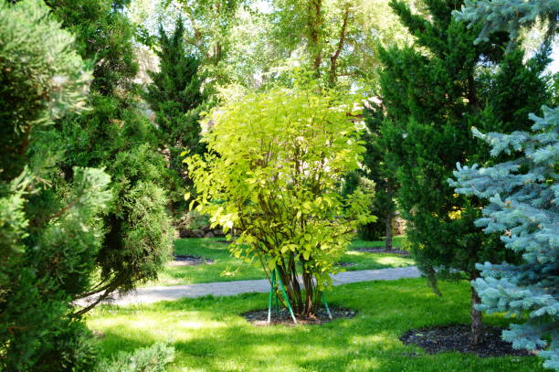 istock A green tree in a recreation park. 2162980978