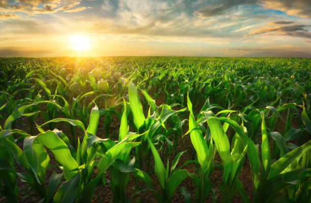 Sunlit young corn plants on an open field at sunset Agriculture shot of sunlit young corn plants on a fertile field at sunset. The warm light makes the translucent green leaves glow. sweet corn in field stock pictures, royalty-free photos & images