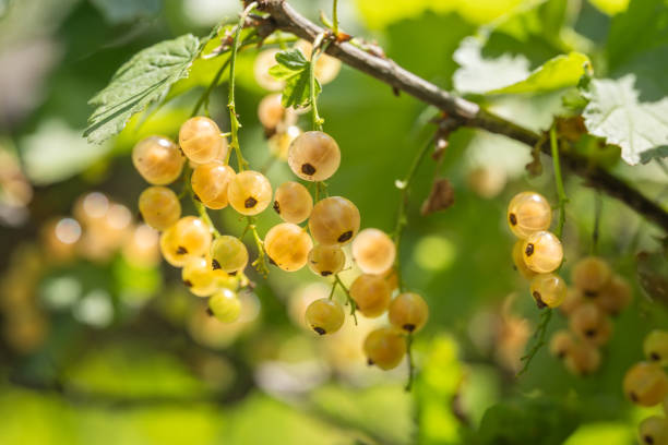 Brush of white currant berries and green leaves. White currant Ribes rubrum White grape