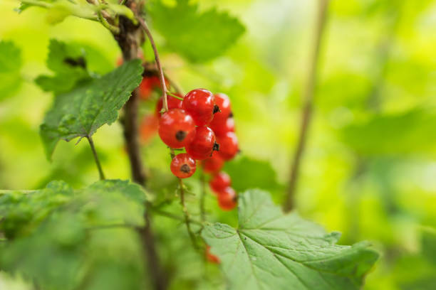 Red currant grows on a bush in garden. Ripe red currant close-up as background. Concept of nature, organic food and gardening.