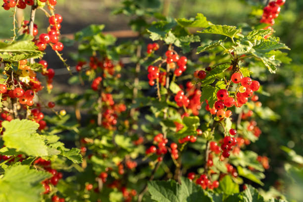 istock Red currant grows on a bush in garden. Ripe red currant close-up as background. 2162981685