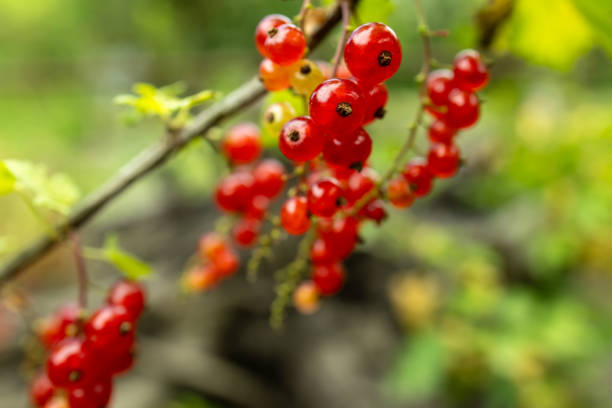 Red currant grows on a bush in garden. Ripe red currant close-up as background. Concept of nature, organic food and gardening.