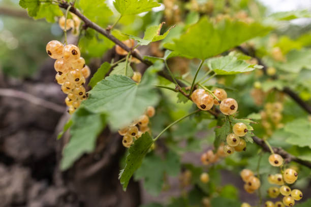 istock Ripe white Currants on a Currant Bush in Summertime 2162981716