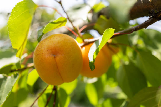 Fresh, organic, ripe apricots on the branch.