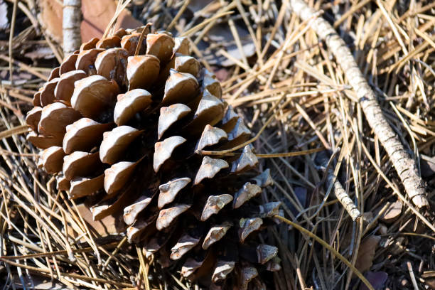 istock Pine tree cones in Sierra de Cazorla y Segura 2162982105
