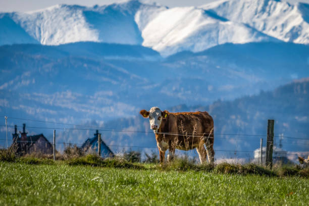 Stier auf der Weide