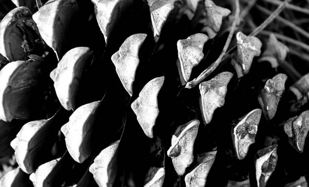 fir cones in the forest
