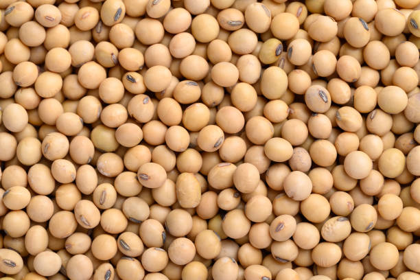 istock Soybean seeds texture background, Food ingredient 2162982718