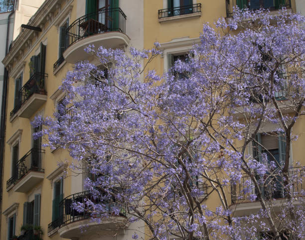 istock barcelona is a well-known vacation destination 2162983110