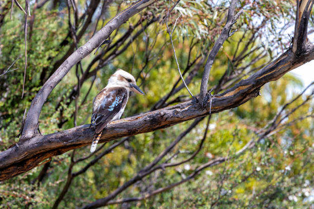 Laughing kookaburra, Dacelo novaeguineae, a territorial tree kingfisher native to Australia. This adult bird in perched in a tree in Freycinet National Park, Tasmania.