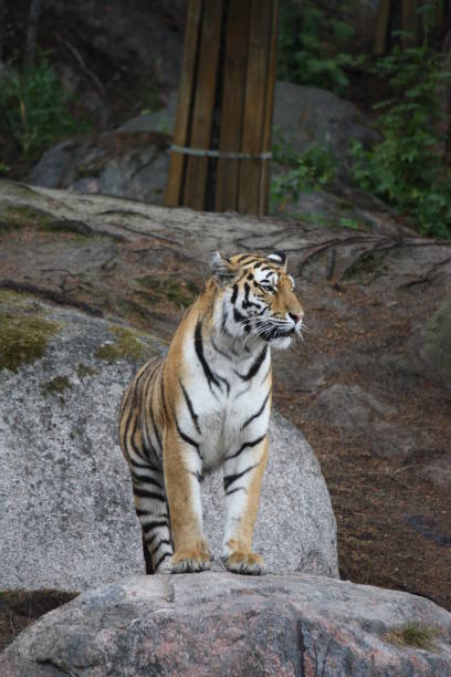 istock Tigers resting and prowling in a zoo. 2162984282