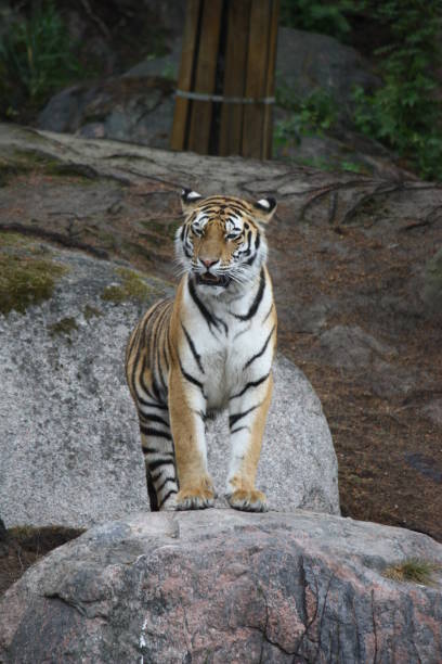 istock Tigers resting and prowling in a zoo. 2162984303