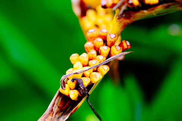 nature in asia