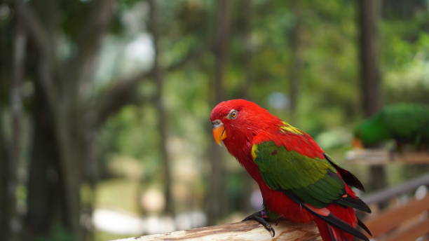 istock Vacationing at the zoo 2162986798