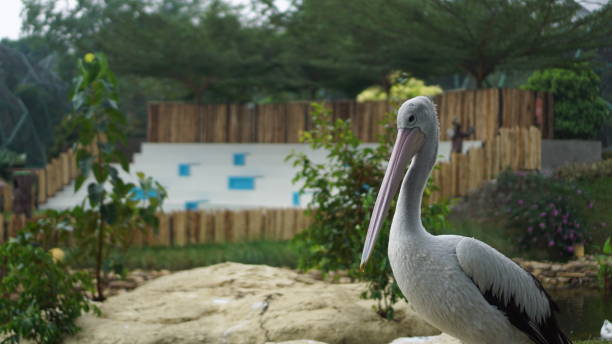 istock Vacationing at the zoo 2162986858