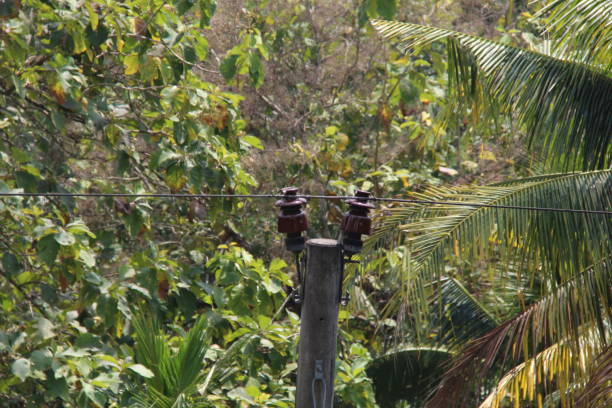 istock Electricity poles with lush and shady trees 2162986964