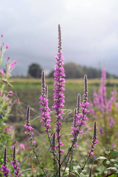 istock Fuchsia flowers in wild herb plant in a field 2162987342