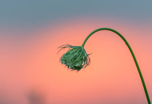 Daucus carota against the sunset sky