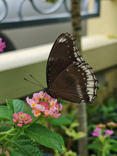 istock A Butterfly on a Flower 2162988850