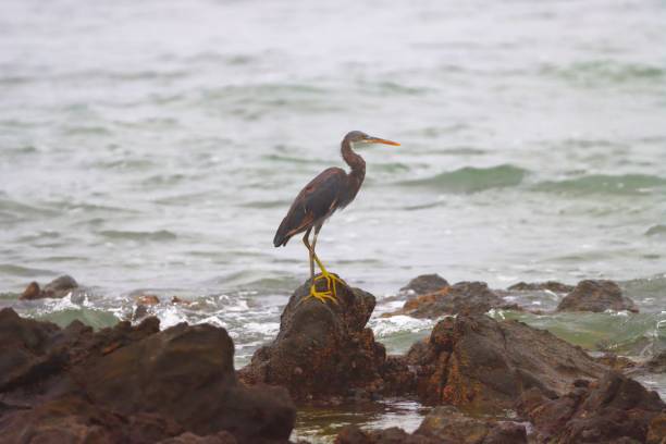 istock Birds of Oman 2162989525