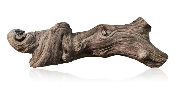 branch tree dry cracked dark bark isolated on white background. clipping path