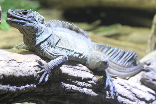 istock small dragon lizard in the nature 2162992352