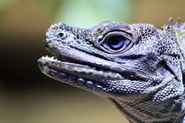 Portrait of a lizard. Close-up of the reptile.