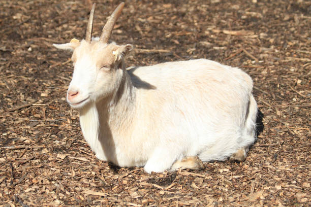 istock small billy goat is resting on the farm 2162992395