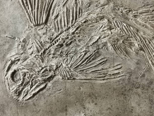 istock latimerie fish fossil texture 2162992434
