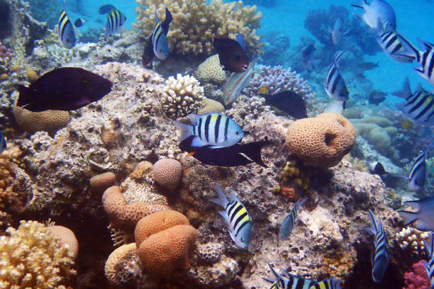 istock color life under red sea 2162992534