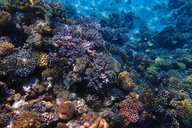 istock color life under red sea 2162992564