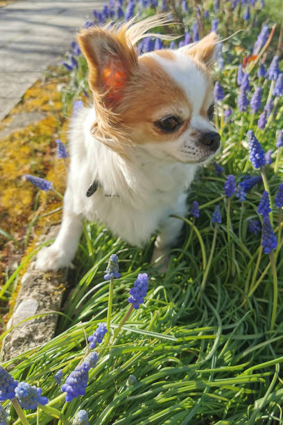 istock chihuahua Violka in the spring garden 2162992578