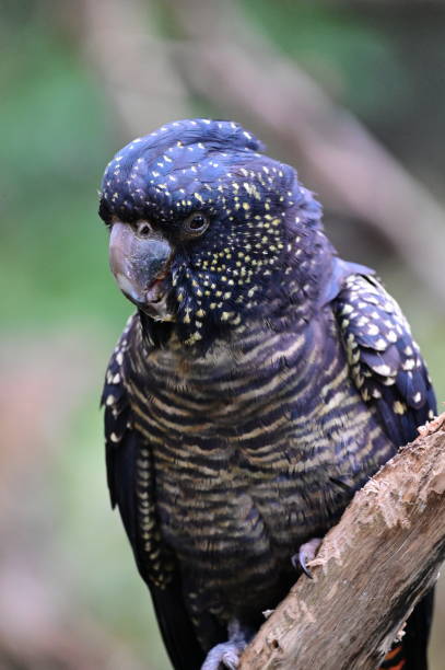 istock Red-tailed black cockatoo 2162992756