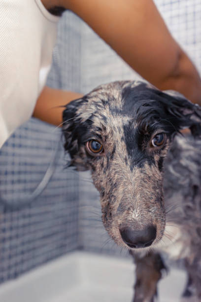 istock Cute dog taking a shower in the bathroom. 2162992832
