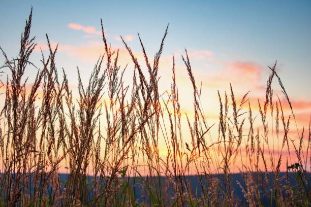 Beautiful natural scene , grass in the sunset light