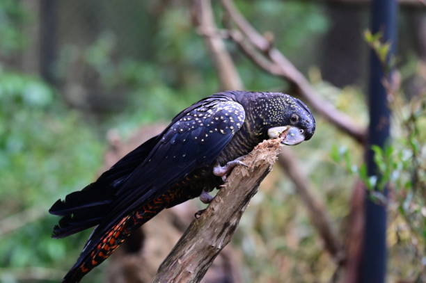 istock Red-tailed black cockatoo 2162994034