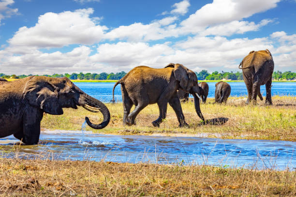 istock Huge herd of elephants. Botswana 2162994459