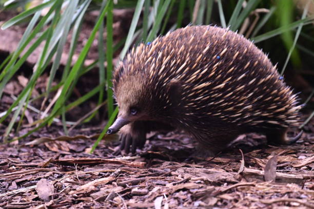 istock Echidna in the Australian bush 2162995860