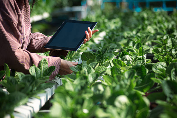 istock Female farmer inspecting her smart farm grain field. technology and send data to the cloud from the tablet. in the analysis and control of plant quality in the soil smart digital agriculture 2162997179