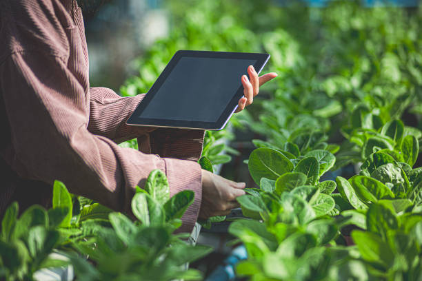 istock Female farmer inspecting her smart farm grain field. technology and send data to the cloud from the tablet. in the analysis and control of plant quality in the soil smart digital agriculture 2162997296