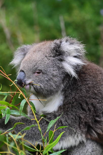 istock Koala in a gumtree in Australia 2162997765