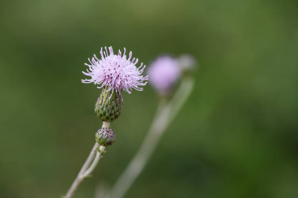 Close-up of a delicate light purple flower in full bloom with a blurred green background.