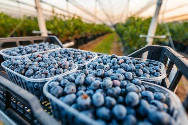 Blueberries picked up in plastic containers in an agricultural field.