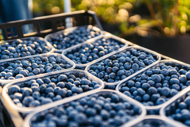 istock Picked Up Blueberries In Plastic Containers In An Agricultural Field 2162999061