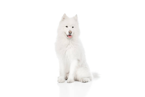 Samoyed sits elegantly, showing its thick, snowy white fur and friendly demeanor against white studio background.