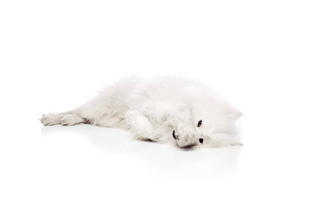 Cute pet, purebred Samoyed dog playfully covered face against white studio background. Looks healthy and happy. Concept of animal life, pet lovers, veterinary, canine food. Ad